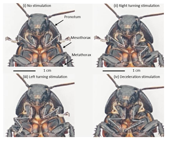 figure four panel of roaches