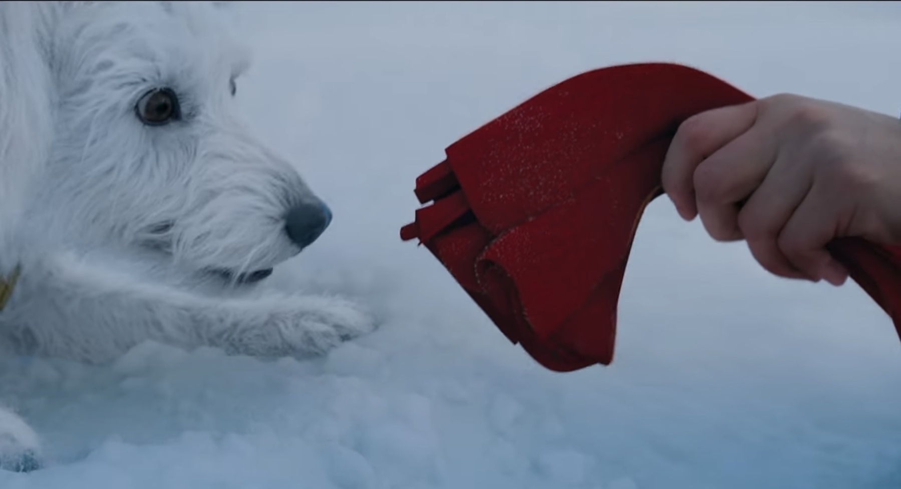 Dog in the snow with red cloth in front of him