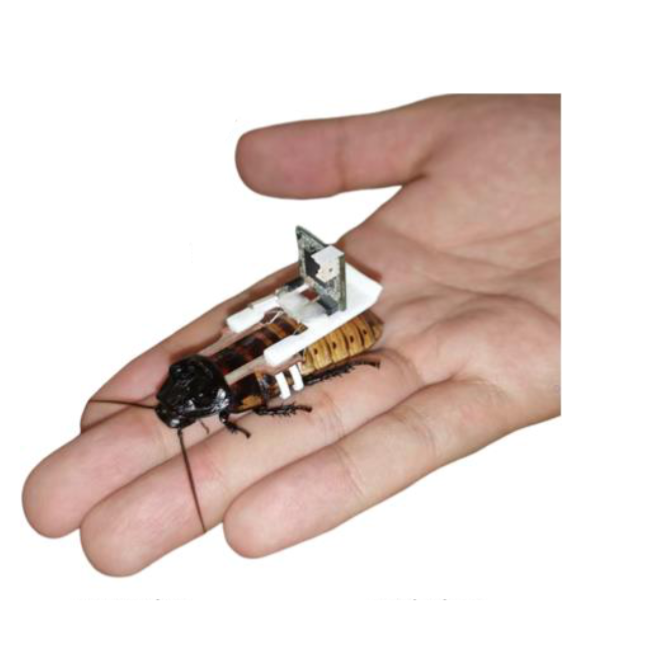 image of hand holding a cyborg roach