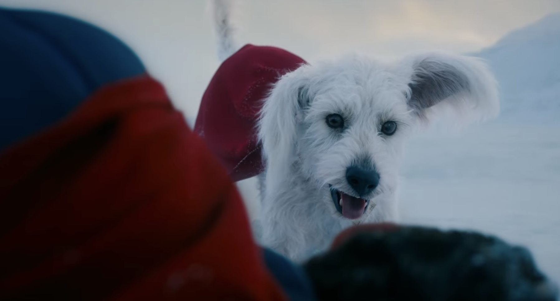 Close up of white dog