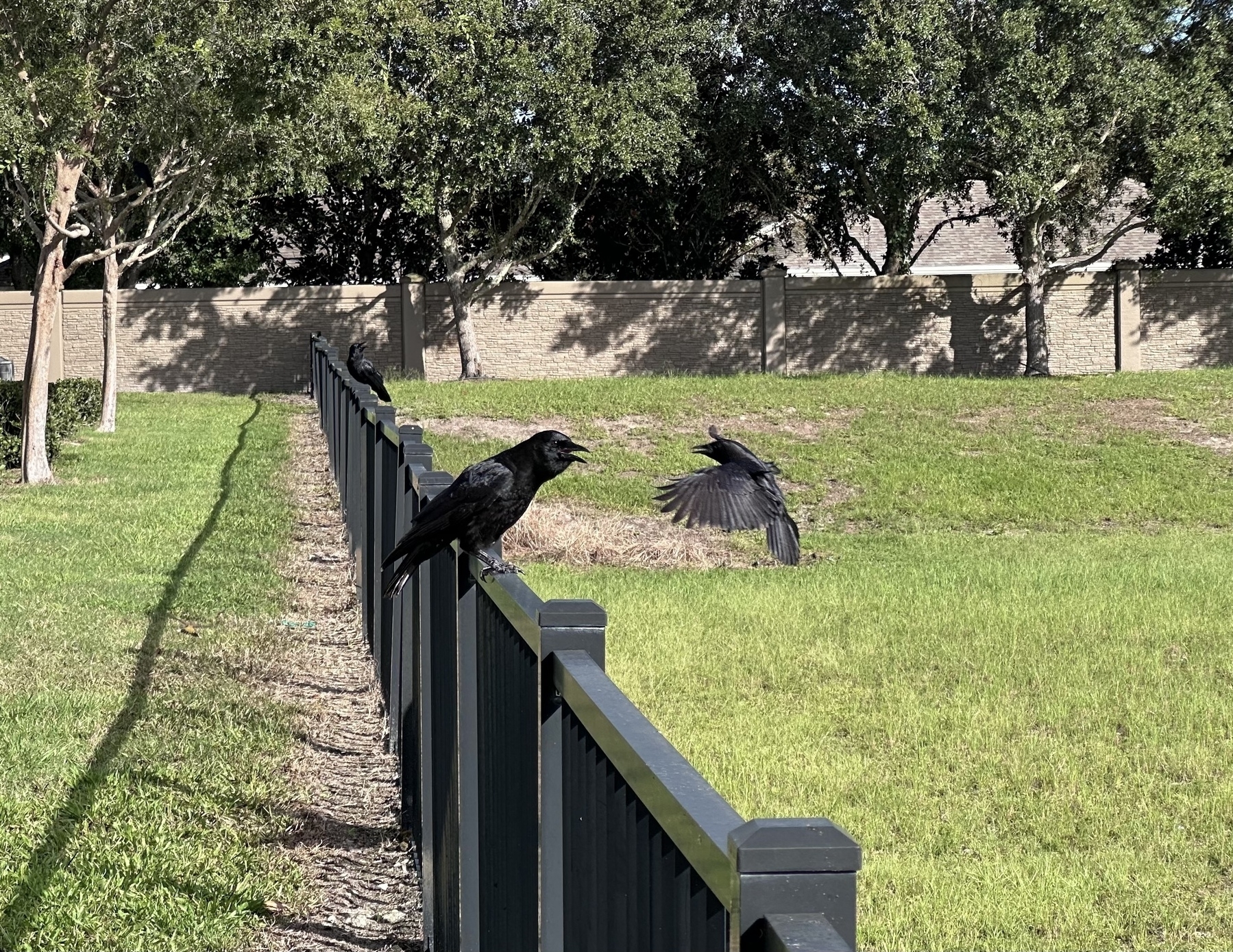 A crow standing on a black fence. A second crow flying up to the fence. Green grass in the background. 