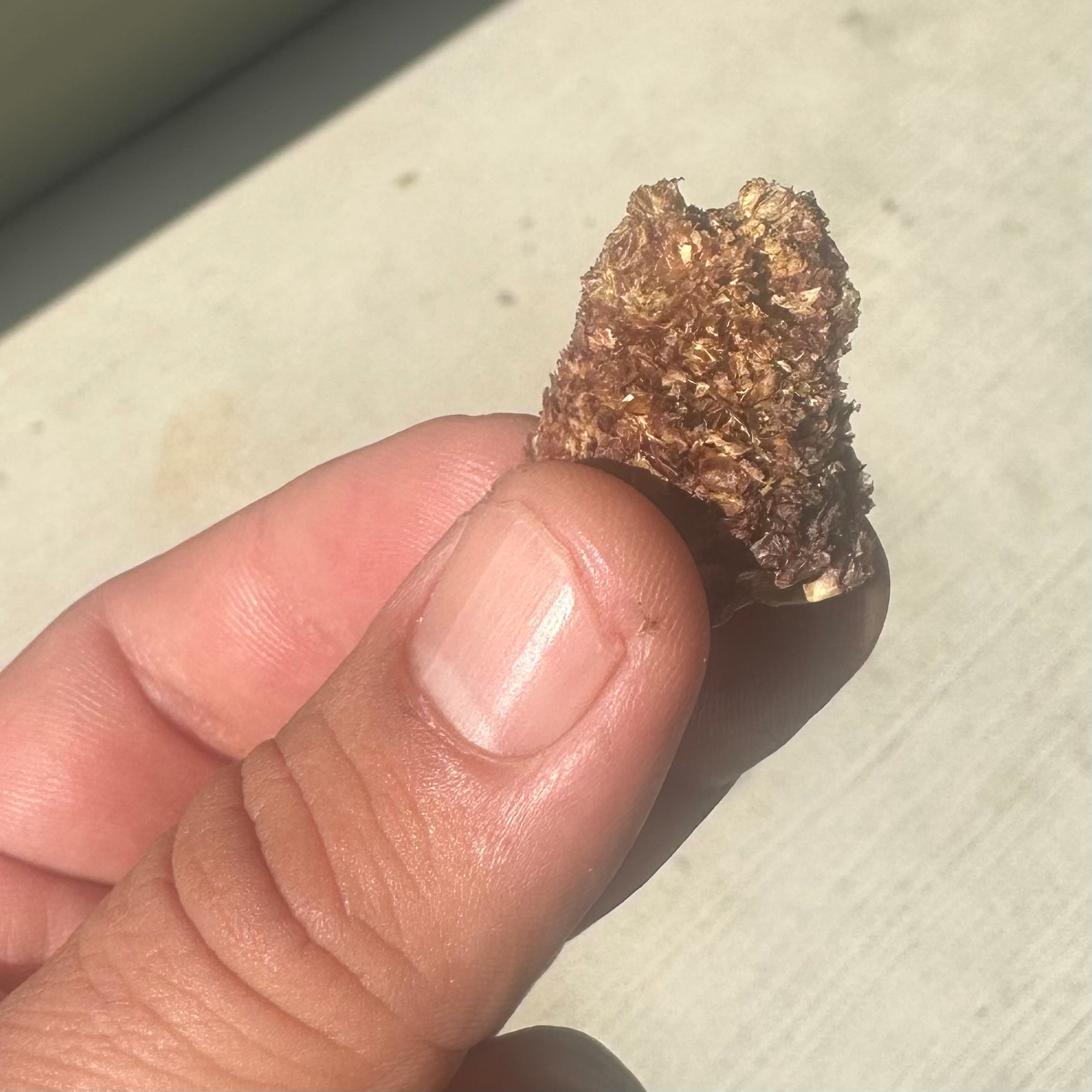 My fingers holding a tip of a dried corn cob. 
