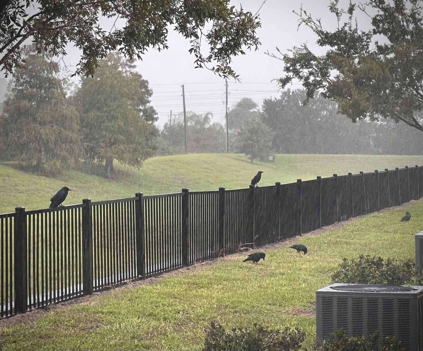 Five crows, two on a black fence, and three in the grass. It's raining. There are trees and grass in the background. 