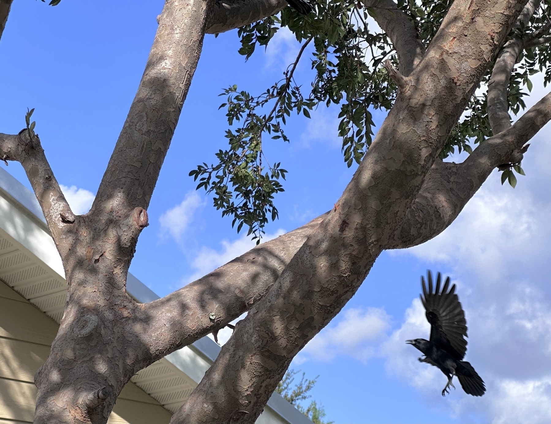 A crow mid flight on the bottom right corner. A tree with three trunks in the foreground with a small part of a roof can be seen. 