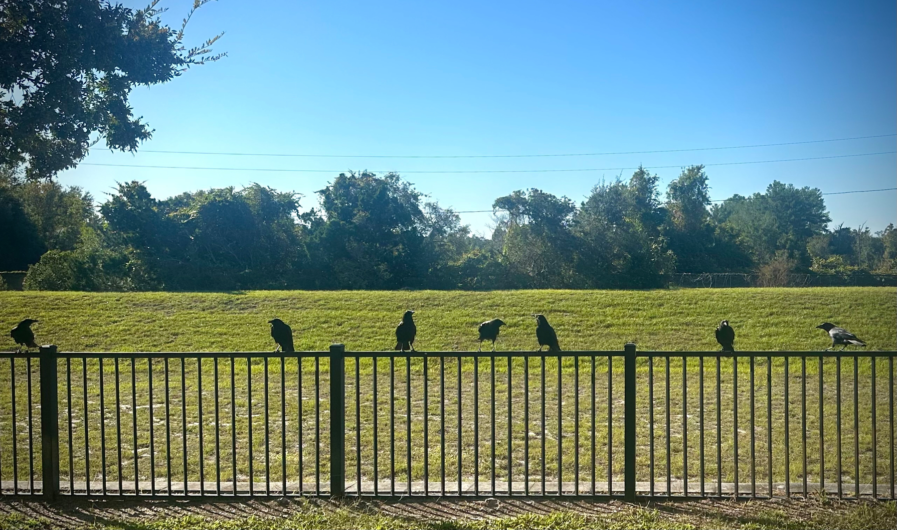 7 crows lined up on a fence. Trees and grass field in the background. 
