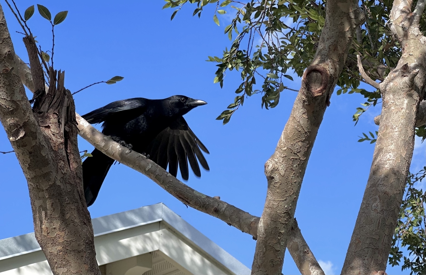 A crow with its wings expanded standing on a tree branch. A deep blue sky in the background. A small part of the roof in the midground. 