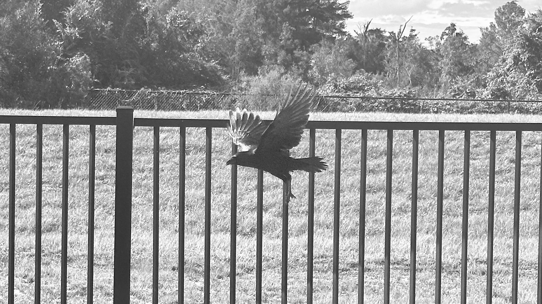 Gus, my crow friend, flying off the black fence with his wings extended. Trees and grass in the background.