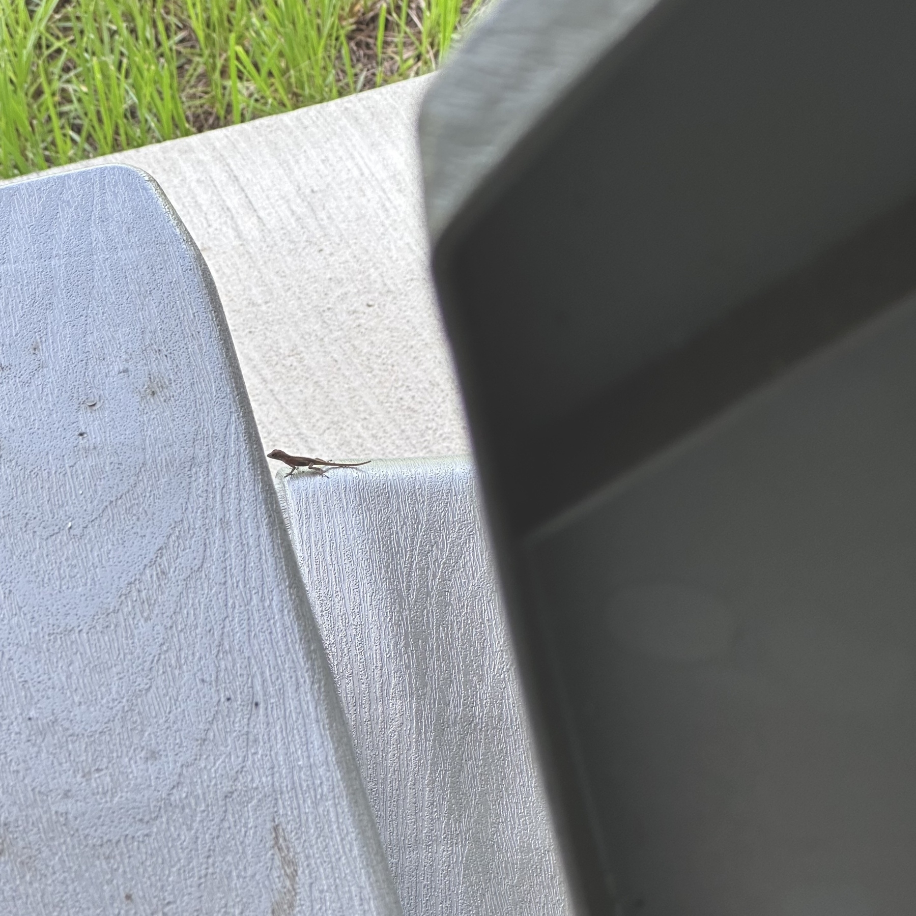 A tiny lizard on a grey outdoor chair