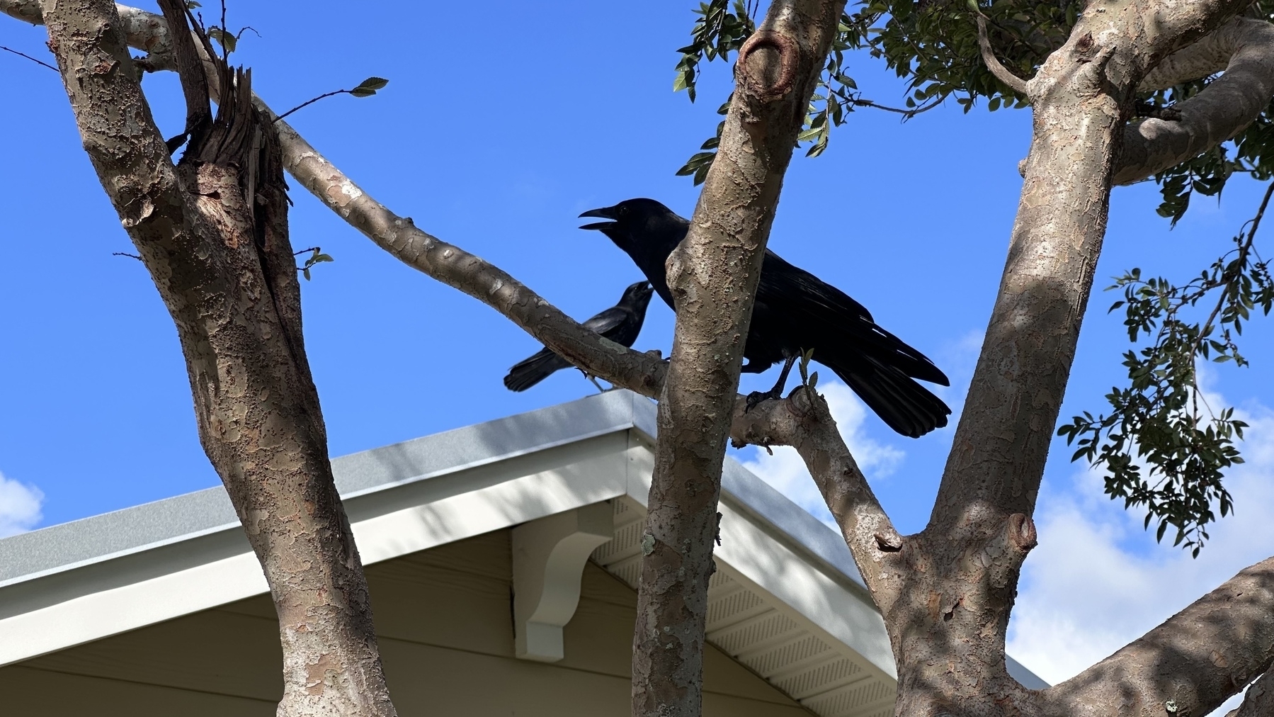 Two crows standing on a tree branch. Blue sky in the background. 