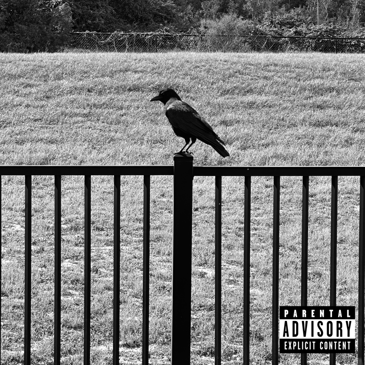 A crow standing on a stark black fence. Grass in the background. A parental advisory sticker on the bottom right. 