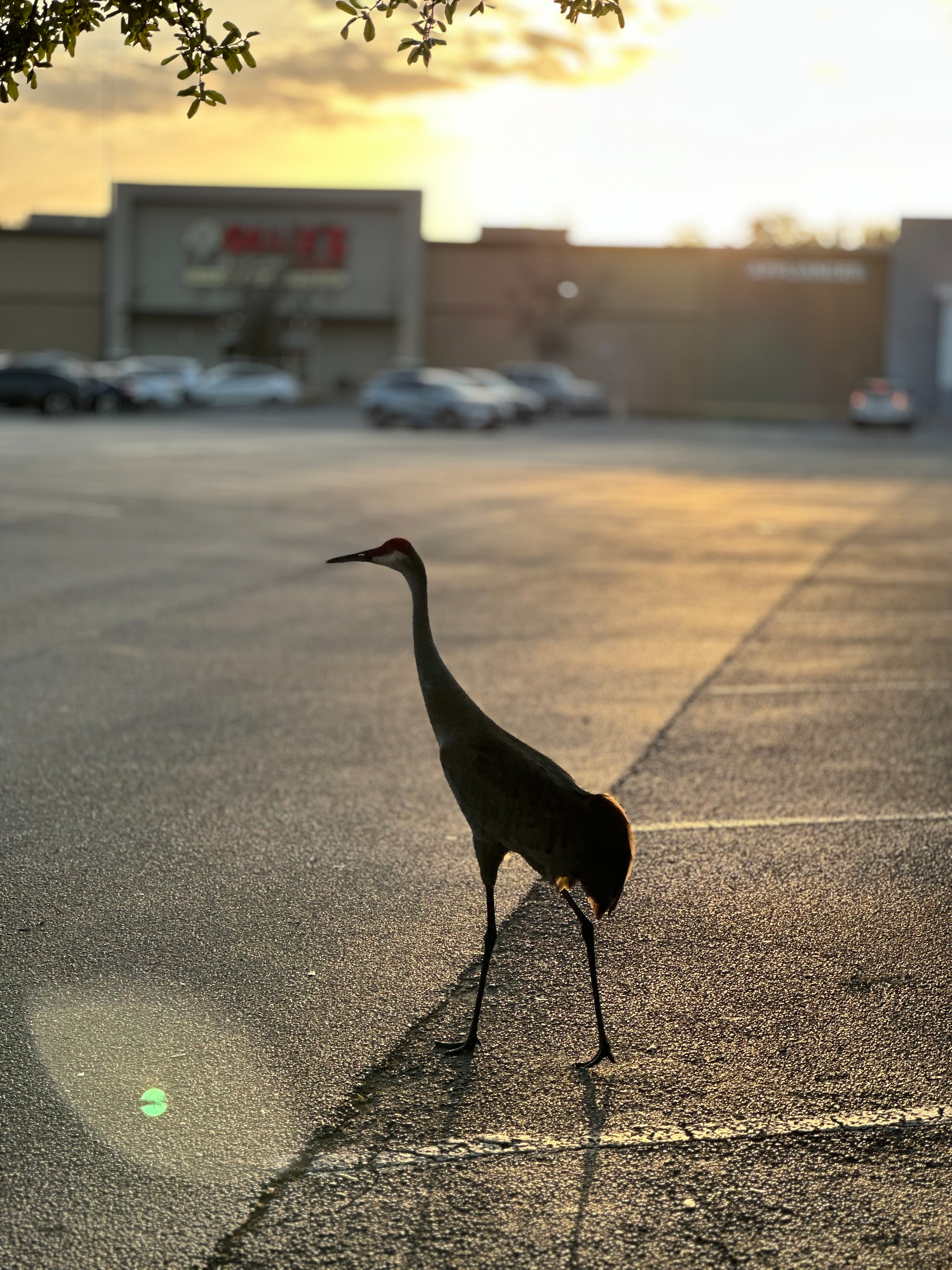 A bird at dusk in the parking lot. It looks like a type of stork. A silhouette with the setting sun behind it. There's a light flair at the bottom left. In the distance, a strip mall. ￼