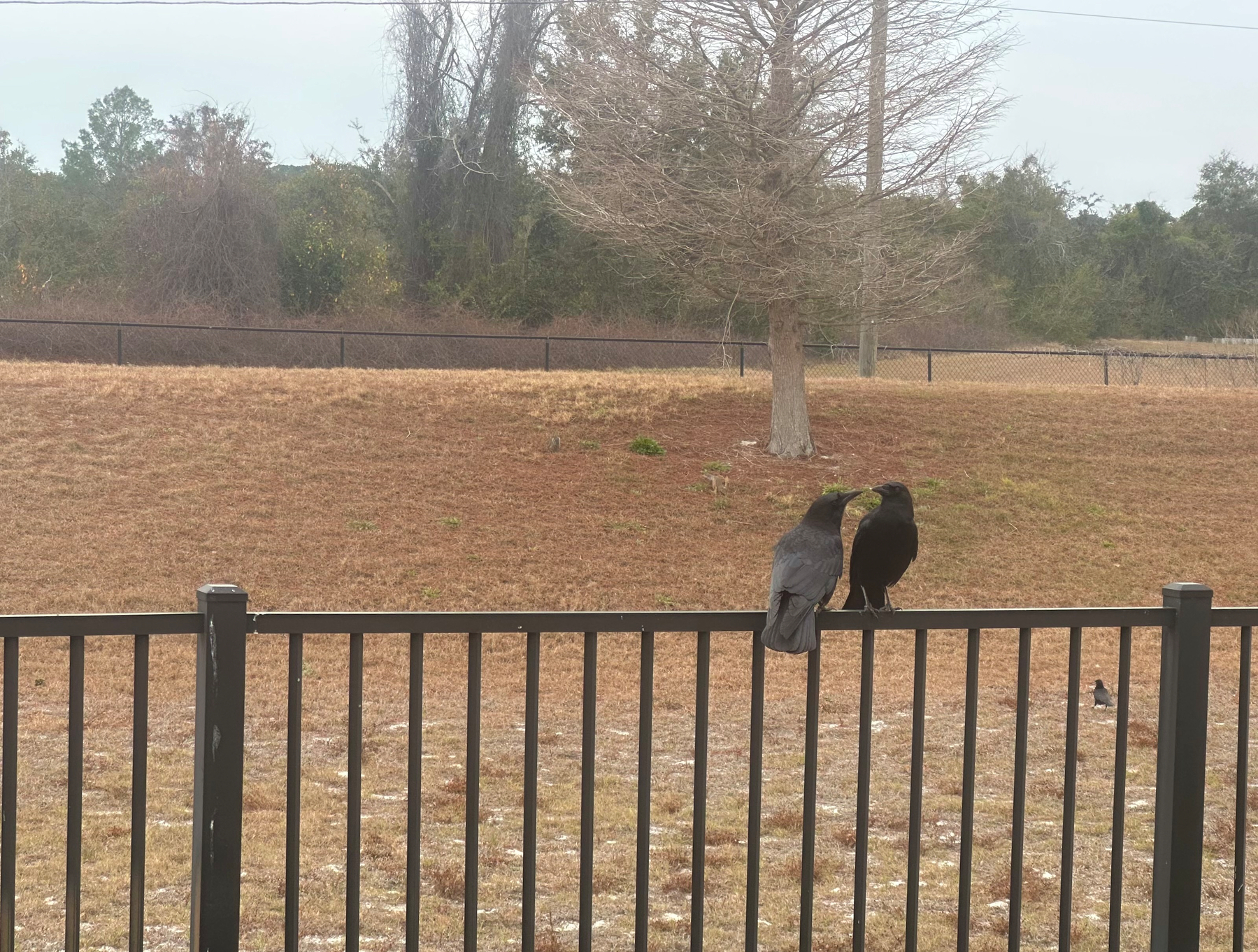 Two crows next to each other on the fence. There's dead crass field and a tree behind them. In the distance is a tree line. 