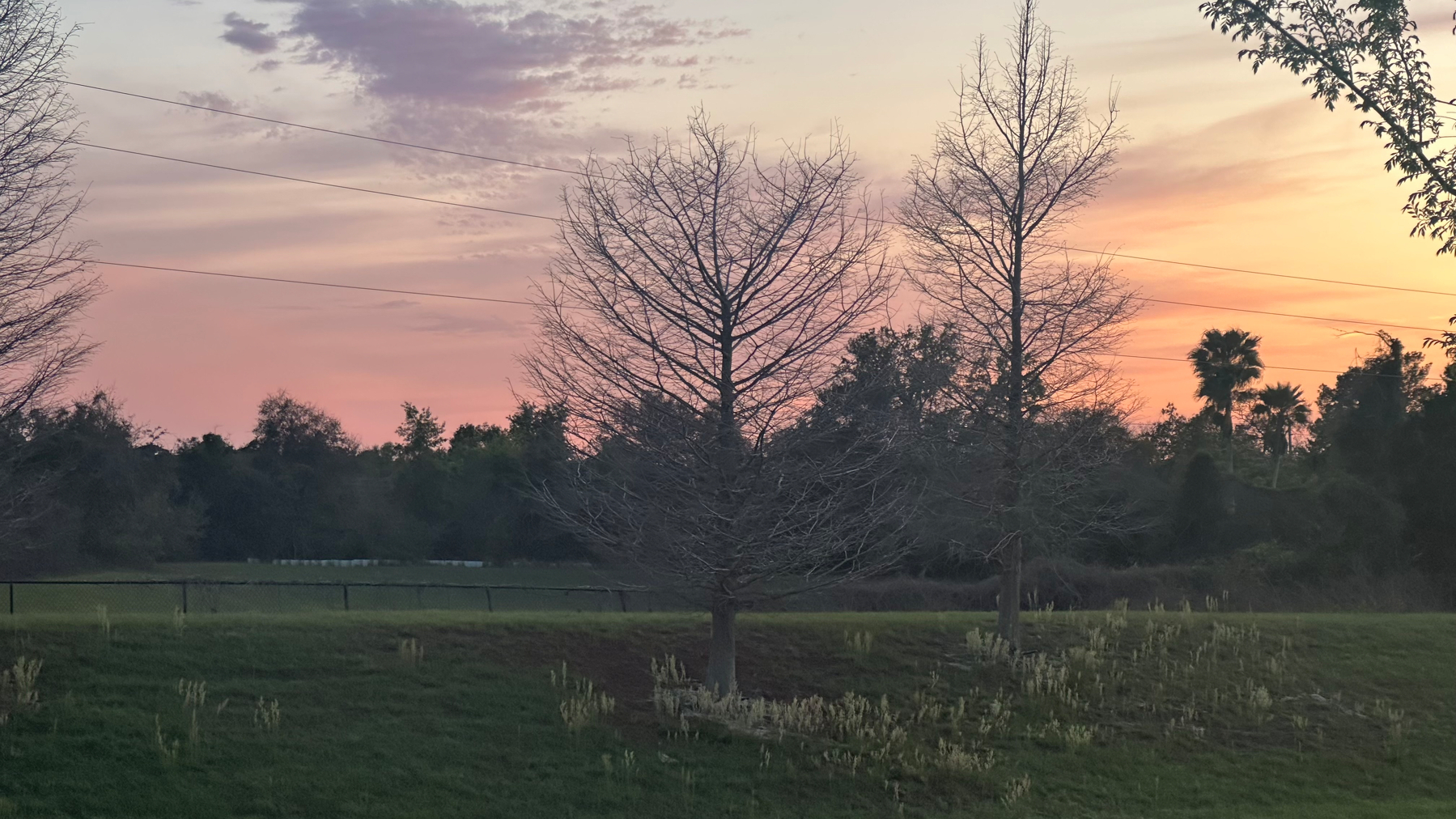 Field with low cut grass and a couple of bear trees. The sky is like a sherbet  color. ￼