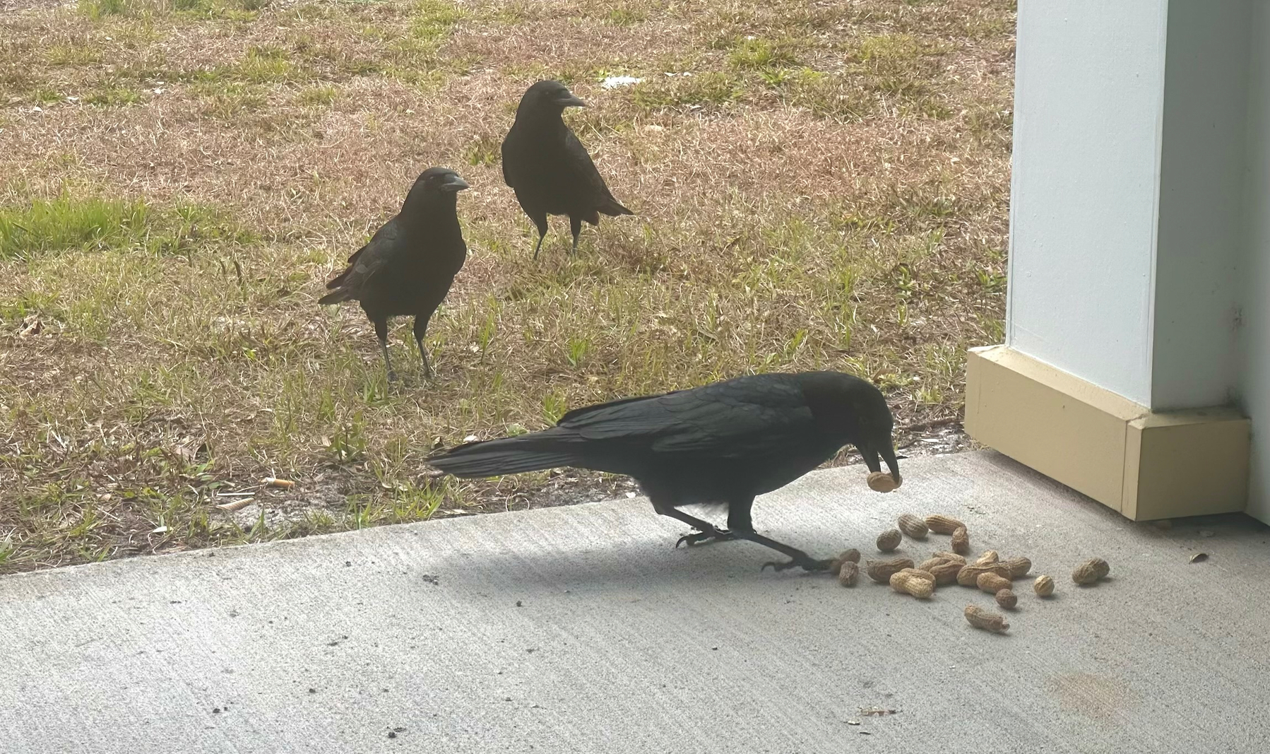 ￼Three crows. One is grabbing peanuts from the patio floor. The other two are on guard behind it. 